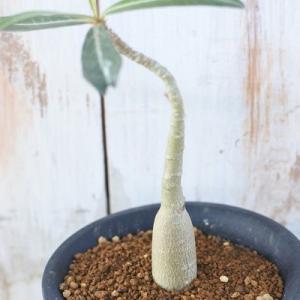 日本花キ流通 多肉植物 caアデニウム モンスター アラビカム 多肉植物