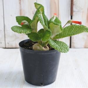 日本花キ流通 多肉植物 caユーフォルビア クラビゲラ 0224-003