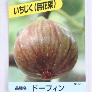 イチジク鉢植え ドーフィン 5号鉢 実付き｜flower-net