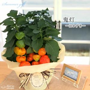 日本花キ流通 ミスマフェット 花芽2芽付き 4.5号鉢 送料無料