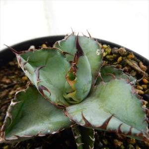 多肉植物 caアガベ チタノタ ブラックアンドブルー（ブルーボール） 多肉植物 アガベ 10.5cm...