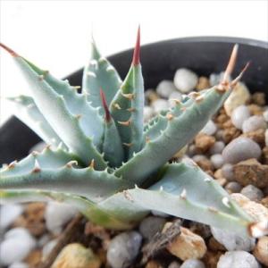 多肉植物 caアガベ ユタエンシス エボリスピナ 多肉植物 コーデックス 3号鉢