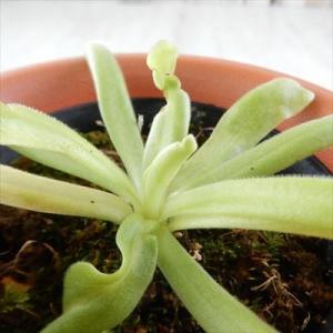 ムシトリスミレ Pinguicala （moctezumae×colimensis） 食虫植物 7....