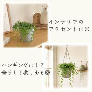 観葉植物 もみじ葉プミラ 苗 天使のいたずら ...の詳細画像2