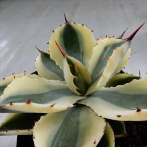 日本花キ流通 多肉植物 caアガベ 華厳 アメリカーナ メディオピクタ