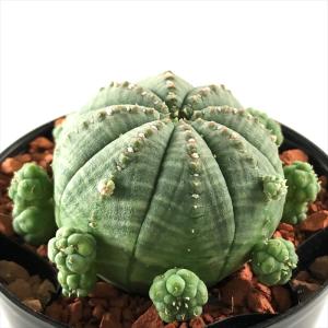 日本花キ流通 多肉植物 caユーフォルビア バルサミフェラ 実生 9cm