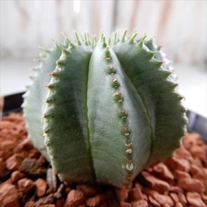 多肉植物 sdユーフォルビア カメレオン ヘルメット 多肉植物 コーデックス 9cmポット