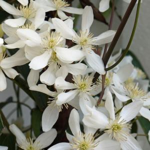 フラワーネット日本花キ流通 駿河のクレマチス クレマチス Yahoo ショッピング