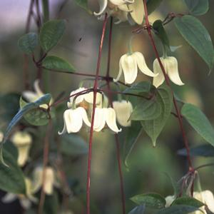 サボテン：トリコケレウス 成程柱 珍宝閣*3.5cm 現品 一品限り : 遊恵