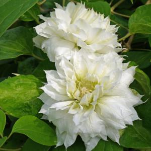 クレマチス 八重の商品一覧 通販 Yahoo ショッピング