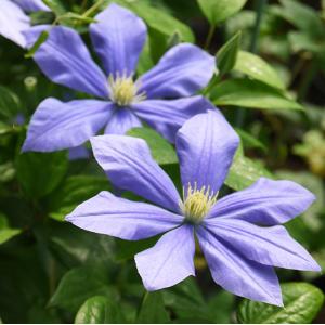 クレマチス 苗 フォンドメモリー フロリダ系 落合さんの