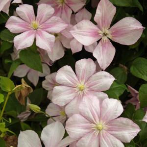 クレマチス ジャックマニー系 苗 の商品一覧 花 ガーデニング 通販 Yahoo ショッピング