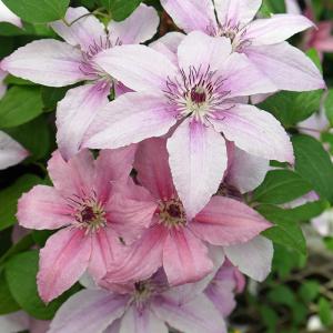 クレマチス 鉢植え ピンクの商品一覧 通販 Yahoo ショッピング