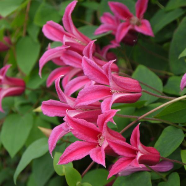 予約販売 クレマチス 苗 プリンセスダイアナ テキセンシス系 2年生株 充実大株 壺型 ベル型 12...