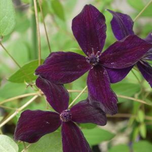 クレマチス ビチセラ系の商品一覧 通販 Yahoo ショッピング