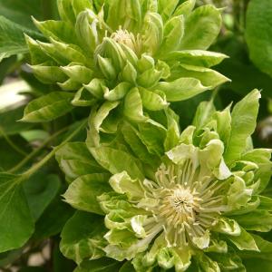 予約販売 クレマチス 苗 茜の壺 テキセンシス ビオルナ系 2年生苗 4.5