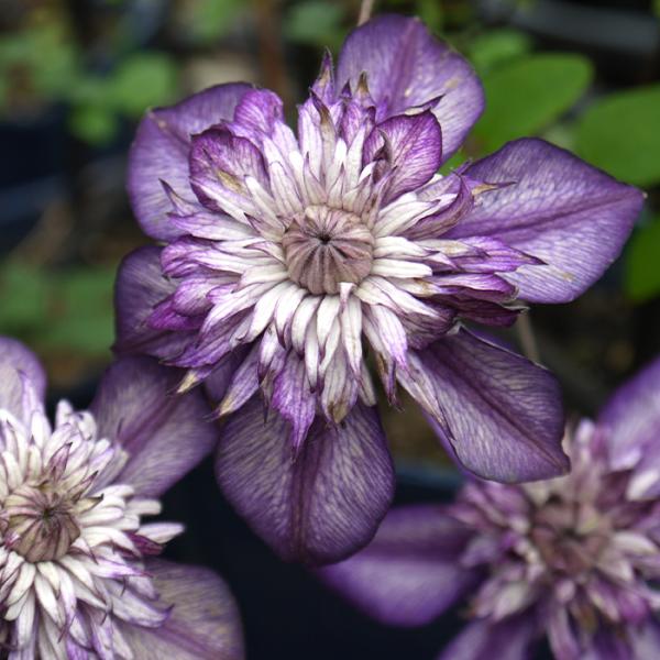 予約販売 クレマチス 苗 カシス フロリダ系 2年生株 充実大株 12cmポット clm 3月上旬以...