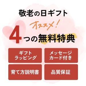 敬老の日 花 ギフト ニオイザクラ 5号鉢 送...の詳細画像1