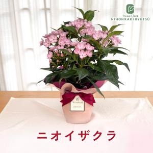 敬老の日 花 ギフト ニオイザクラ 5号鉢 送...の詳細画像2