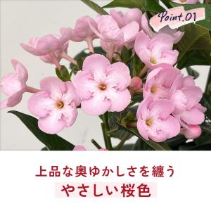 敬老の日 花 ギフト ニオイザクラ 5号鉢 送...の詳細画像3