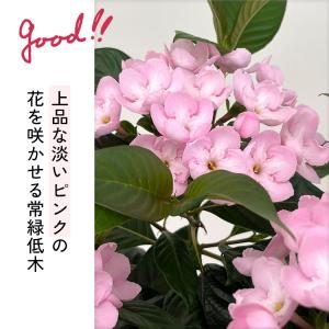 敬老の日 花 ギフト ニオイザクラ 5号鉢 送...の詳細画像4