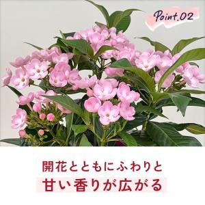 敬老の日 花 ギフト ニオイザクラ 5号鉢 送...の詳細画像5