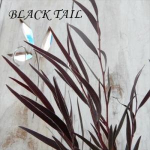 ユーカリ ブラックテイル 9cmポット シンボルツリー Herb｜flower-net