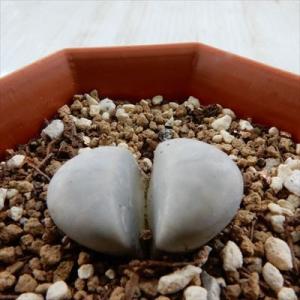 多肉植物 asリトープス 菊水玉 6cmポット メセン