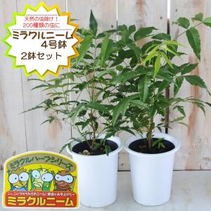 ニーム ミラクルニーム 2鉢セット 4号鉢 夏の虫よけ対策 ハーブ 天然植物性農薬 Herb｜フラワーネット日本花キ流通