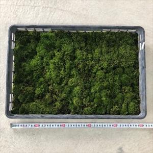 盆栽用 山苔 ヤマゴケ トレイ入り