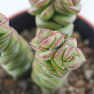 多肉植物：カランコエ 孫悟空orキタキツネ : 遊恵盆栽 Yahoo!店 - 通販