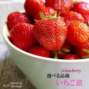 予約販売 選べるイチゴ 苗 9cmポット いちご 苺 ストロベリー 野菜苗 家庭菜園 11月中旬以降...