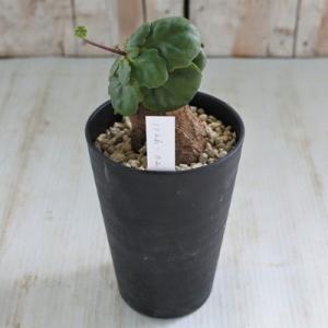 多肉植物 caオトンナ ツベローサム1126-02 3.5号鉢 多肉植物 コーデックス 現品販売