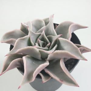 多肉植物 TYエケベリア リンゼアナ×カマノイプエブラ TYさん苗 送料