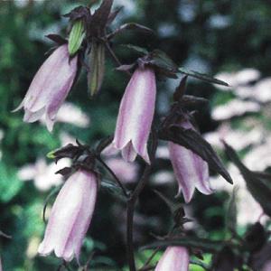 ホタルブクロ 苗 花の苗 の商品一覧 苗 花 ガーデニング 通販 Yahoo ショッピング