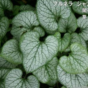 宿根草 青い花 苗 の商品一覧 花 ガーデニング 通販 Yahoo ショッピング
