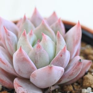 フラワーネット日本花キ流通 エケベリア属 サボテン 多肉植物 Yahoo ショッピング