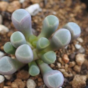 日本花キ流通 多肉植物 skエケベリア モーサン エケベリア 7.5cmポット