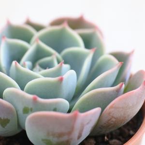 多肉植物 yukエケベリア ザラゴーサspノバ 優木園さんの苗 送料無料