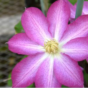 予約販売 クレマチス 苗 マクロペタラウェッセルトン アトラゲネ系