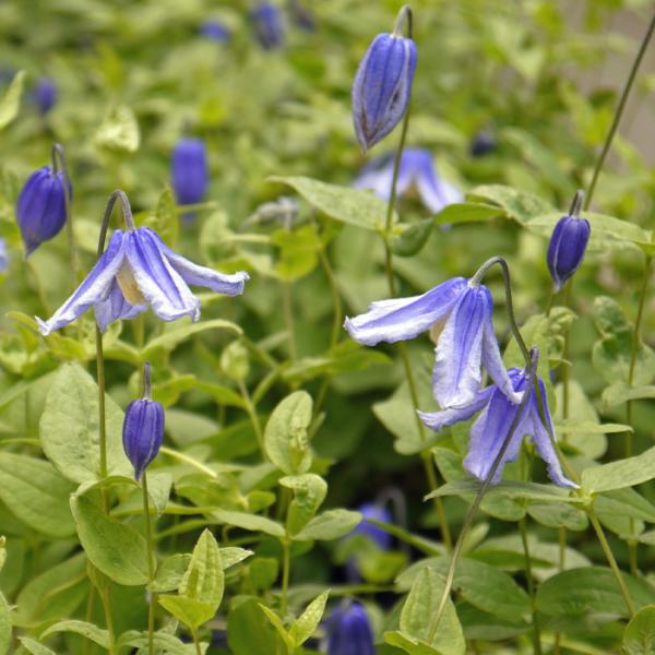 予約販売 クレマチス 苗 ブルーベル インテグリフォリア系 2年生株 充実大株 12cmポット cl...