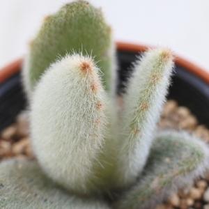 日本花キ流通 多肉植物 hmカランコエ 福兎耳 雪だるま 多肉植物