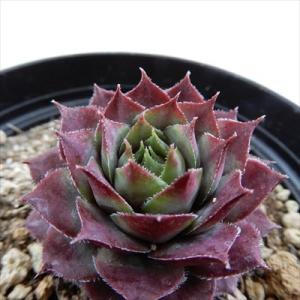 日本花キ流通 多肉植物 sfセンペルビウム アラクノイデムズィルバー