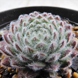 grセンペルビウム パシフィック テディー 7.5cmポット