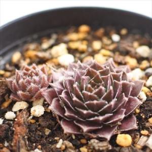 grセンペルビウム パステル 7.5cmポット