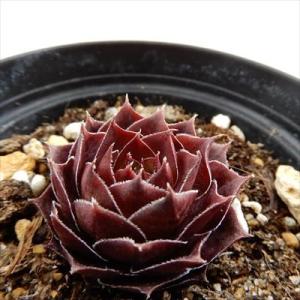 日本花キ流通 多肉植物 sfセンペルビウム タルク 7.5cmポット
