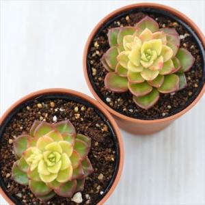 多肉植物 hmレティジア マジックゴールド 多...の詳細画像2