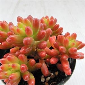 セダム 虹の玉の商品一覧 通販 Yahoo ショッピング