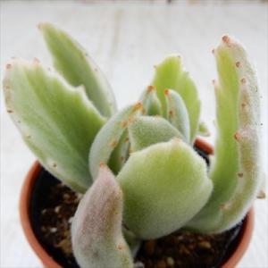 多肉植物：カランコエ 孫悟空orキタキツネ : 遊恵盆栽 Yahoo!店 - 通販