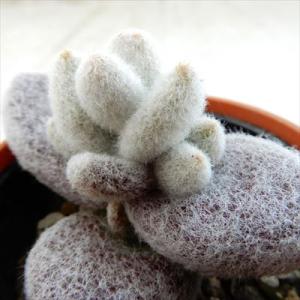 多肉植物 hmカランコエ 福兎耳 雪だるま 多肉植物 カランコエ 6cmポット｜フラワーネット日本花キ流通